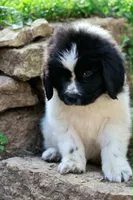 Boo, a female Newfoundland for sale in Madison, WI – 4 of 8