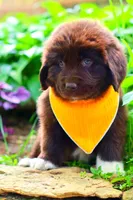 Peach, a female Newfoundland for sale in Madison, WI – 9 of 9