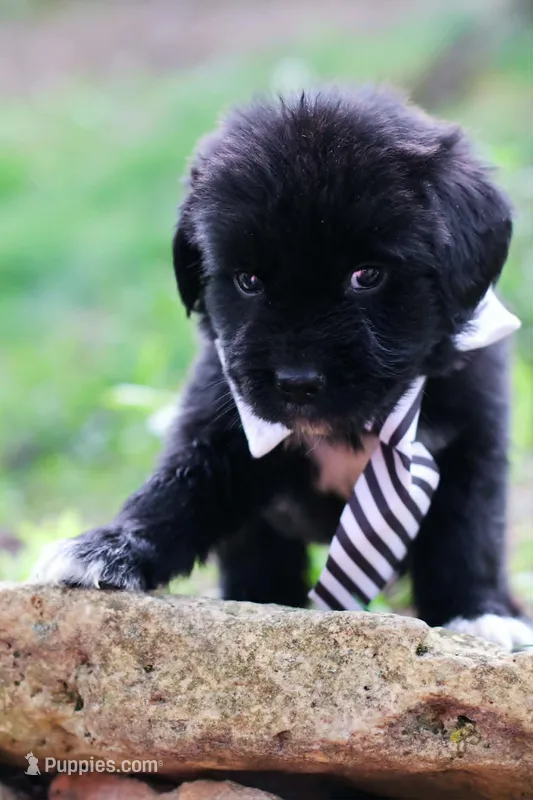 Bowser – Newfoundland puppy for sale in Madison, WI