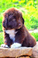 Peach, a female Newfoundland for sale in Madison, WI – 6 of 9