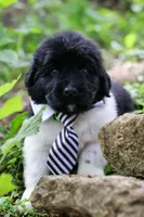 Luigi, a male Newfoundland for sale in Madison, WI – 3 of 3