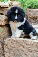 Rosalina, a female Newfoundland for sale in Madison, WI – 7 of 9