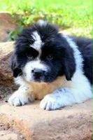 Mario, a male Newfoundland for sale in Madison, WI – 4 of 9