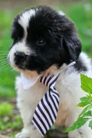 Mario, a male Newfoundland for sale in Madison, WI – 3 of 3