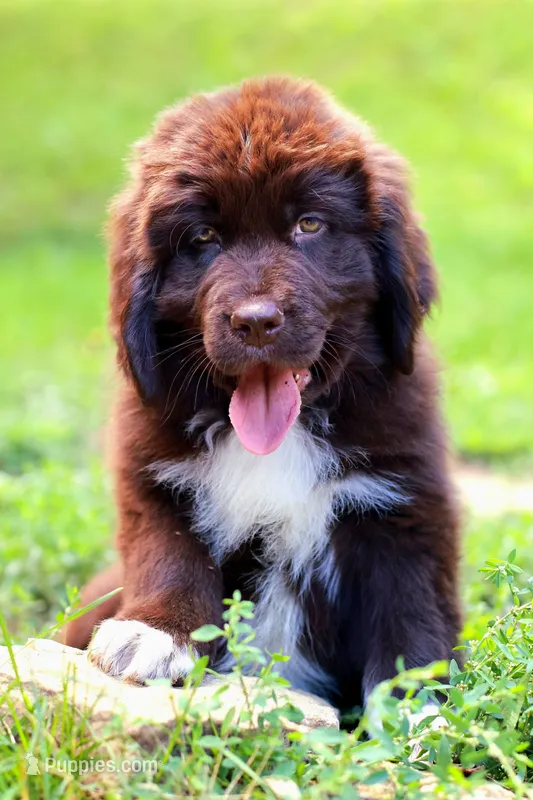 Peach – Newfoundland puppy for sale in Madison, WI