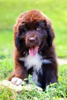 Peach, a female Newfoundland for sale in Madison, WI – 1 of 9