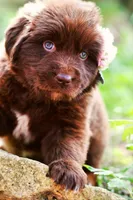 Daisy, a female Newfoundland for sale in Madison, WI – 2 of 3