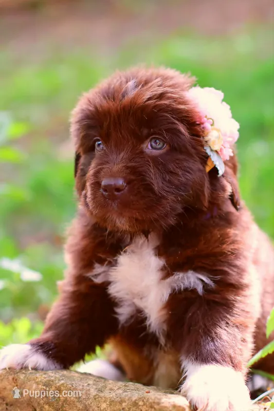 Peach – Newfoundland puppy for sale in Madison, WI