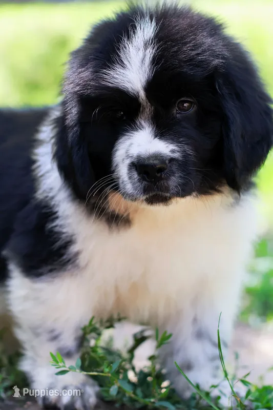 Mario – Newfoundland puppy for sale in Madison, WI