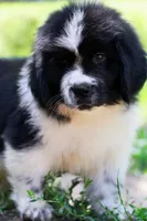 Mario, a male Newfoundland for sale in Madison, WI – 1 of 9