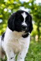 Boo, a female Newfoundland for sale in Madison, WI – 2 of 8