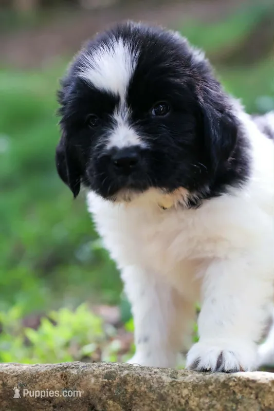 Boo – Newfoundland puppy for sale in Madison, WI