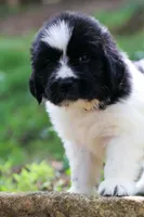 Boo, a female Newfoundland for sale in Madison, WI – 1 of 3