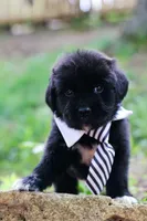 Bowser, a male Newfoundland for sale in Madison, WI – 3 of 3