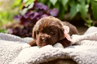 Peach, a female Newfoundland for sale in Madison, WI – 4 of 4