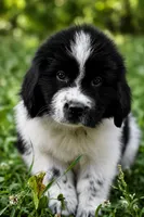 Mario, a male Newfoundland for sale in Madison, WI – 2 of 9