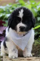 Mario, a male Newfoundland for sale in Madison, WI – 7 of 9