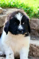 Boo, a female Newfoundland for sale in Madison, WI – 3 of 8