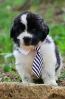 Mario, a male Newfoundland for sale in Madison, WI – 2 of 3