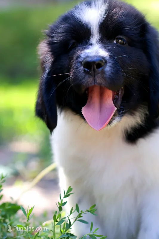 Boo – Newfoundland puppy for sale in Madison, WI