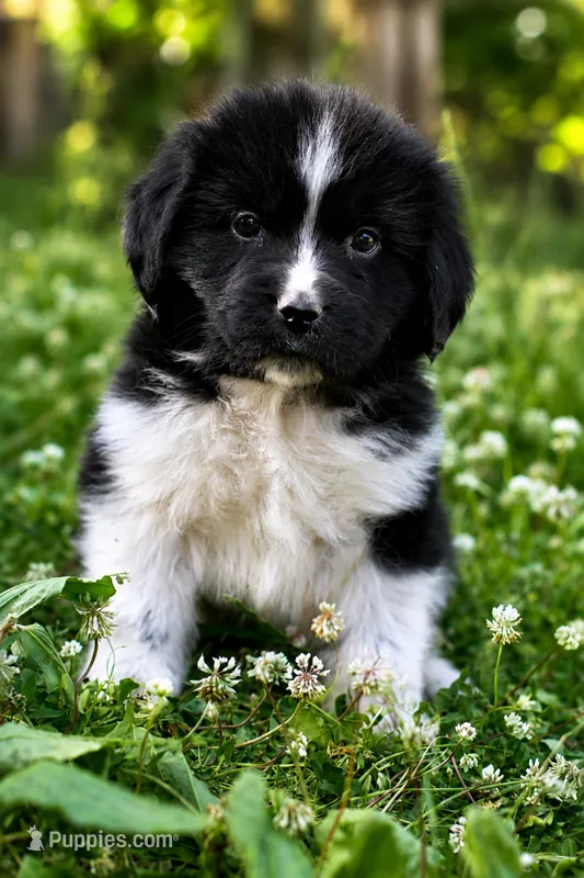 Rosalina – Newfoundland puppy for sale in Madison, WI