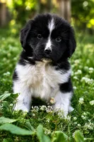 Rosalina, a female Newfoundland for sale in Madison, WI – 3 of 9