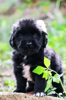Goomba, a female Newfoundland for sale in Madison, WI – 3 of 3