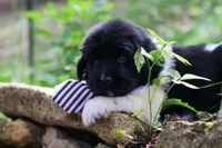 Luigi, a male Newfoundland for sale in Madison, WI – 2 of 3