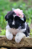 Rosalina, a female Newfoundland for sale in Madison, WI – 2 of 4