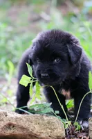 Goomba, a female Newfoundland for sale in Madison, WI – 1 of 3