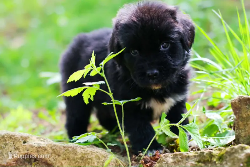 Bowser – Newfoundland puppy for sale in Madison, WI