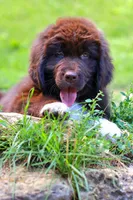 Peach, a female Newfoundland for sale in Madison, WI – 2 of 9