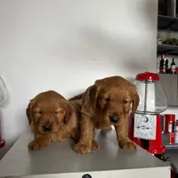 Golden Retriever Girl, a female Golden Retriever for sale in Irvine, CA – Photo 3 of 5