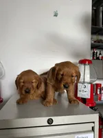 Golden Retriever Girl, a female Golden Retriever for sale in Irvine, CA – Photo 3 of 5