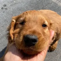 Golden Retriever Girl, a female Golden Retriever for sale in Irvine, CA – Photo 5 of 5