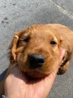 Golden Retriever Girl, a female Golden Retriever for sale in Irvine, CA – Photo 5 of 5