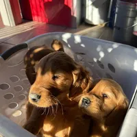 Golden Retriever Girl, a female Golden Retriever for sale in Irvine, CA – Photo 4 of 5