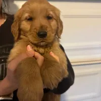 Golden Retriever Girl, a female Golden Retriever for sale in Irvine, CA – Photo 2 of 5