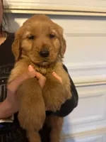 Golden Retriever Girl, a female Golden Retriever for sale in Irvine, CA – Photo 2 of 5