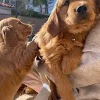 Golden Retriever Girl, a female Golden Retriever for sale in Irvine, CA – Photo 1 of 5