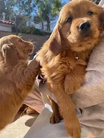 Golden Retriever Girl, a female Golden Retriever for sale in Irvine, CA – Photo 1 of 5