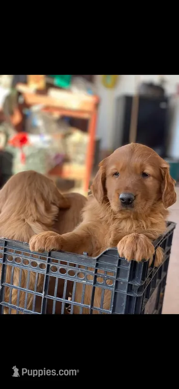 Golden Retriever Boy