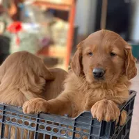 Golden Retriever Boy, a male Golden Retriever for sale in Irvine, CA – Photo 1 of 3