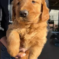 Golden Retriever Boy, a male Golden Retriever for sale in Irvine, CA – Photo 2 of 3