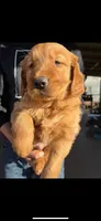 Golden Retriever Boy, a male Golden Retriever for sale in Irvine, CA – Photo 2 of 3