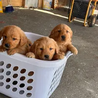 Golden Retriever Boy, a male Golden Retriever for sale in Irvine, CA – Photo 3 of 3