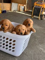 Golden Retriever Boy, a male Golden Retriever for sale in Irvine, CA – Photo 3 of 3