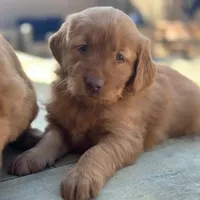 Raffles, a female Golden Retriever for sale in Irvine, CA – Photo 2 of 3