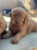 Raffles, a female Golden Retriever for sale in Irvine, CA – Photo 2 of 3