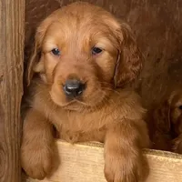 Raffles, a female Golden Retriever for sale in Irvine, CA – Photo 1 of 3